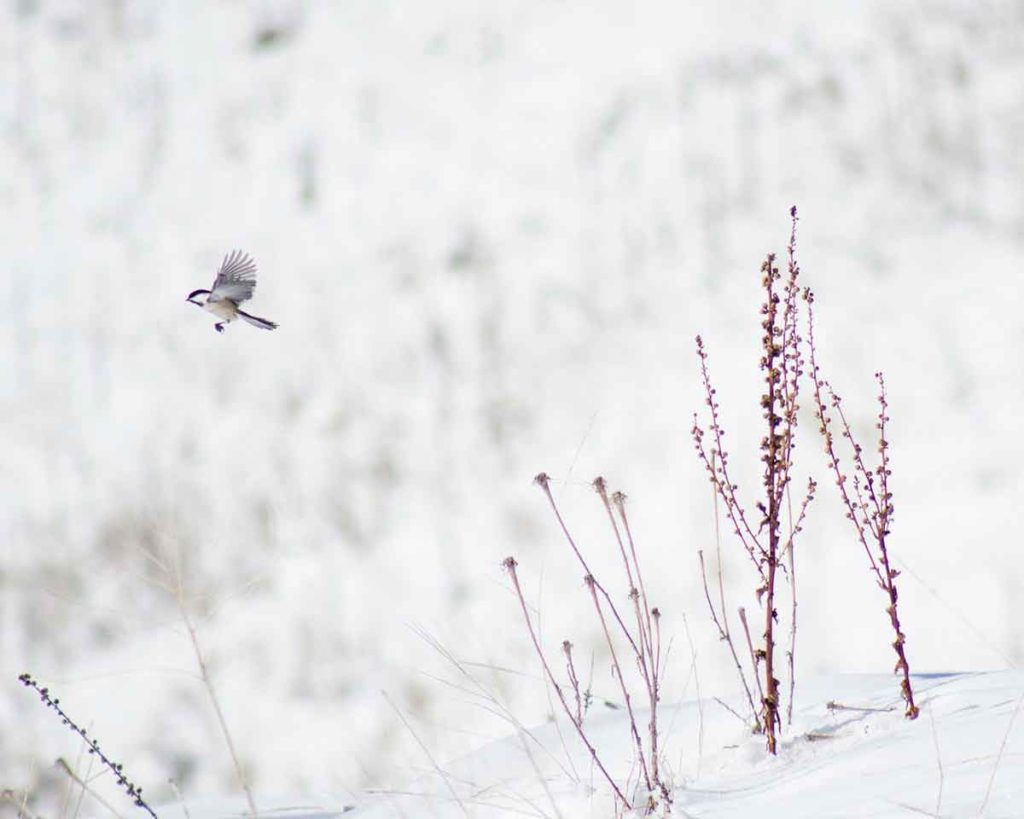 Photo. A white winter field, with a lone chickadee bird flying away from some branches in the snow.