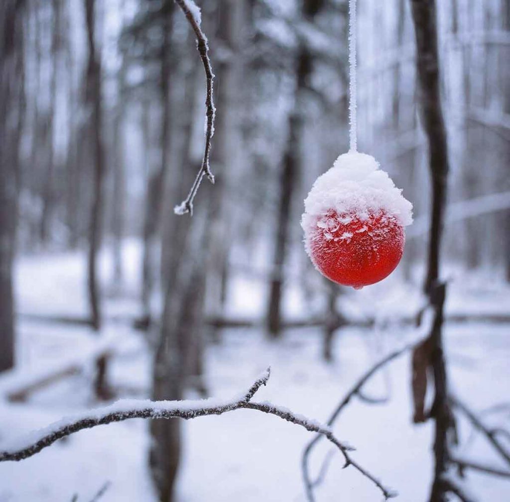 Photo. A winter scene in a forest, everything is white or dark brown and out of focus, except in the foreground - a single frosted red berry.