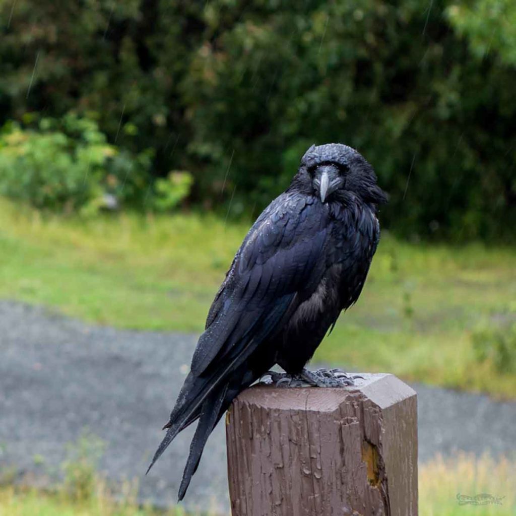 Photo. A large raven sits on a fencepost in the rain