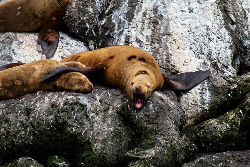 Photo. Two sea lions resting on a grey rock. One of them is yawning.