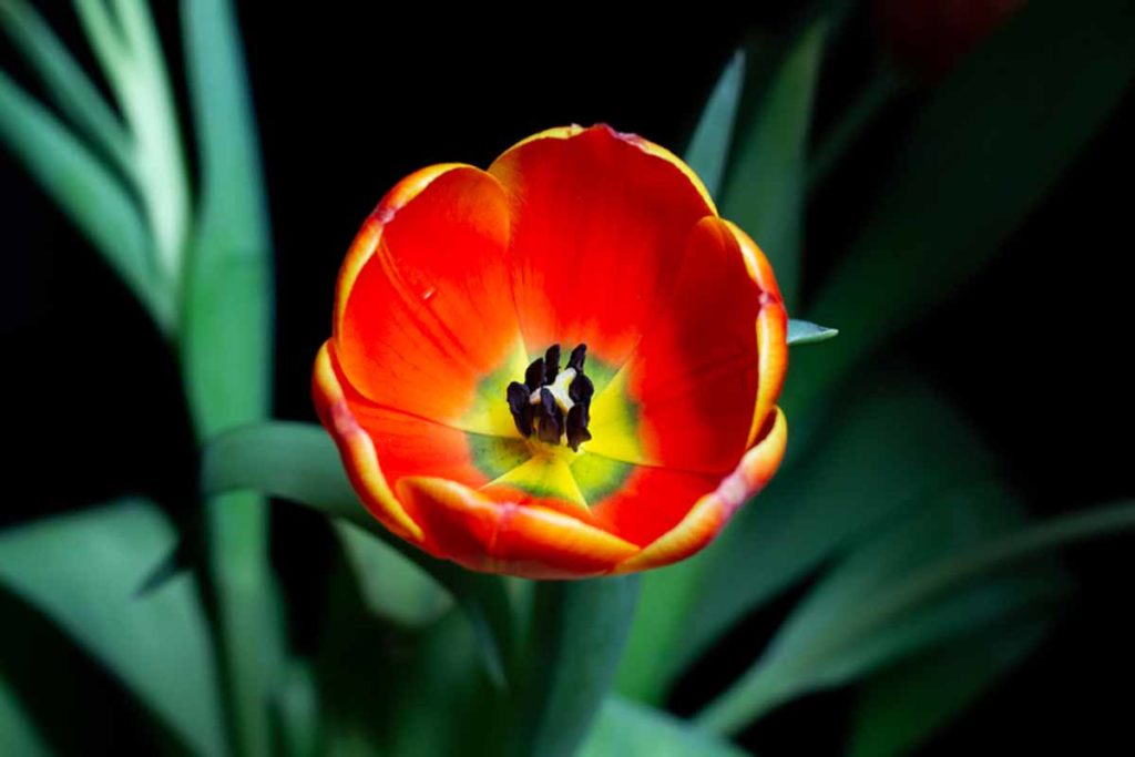 Photo of a red tulip.