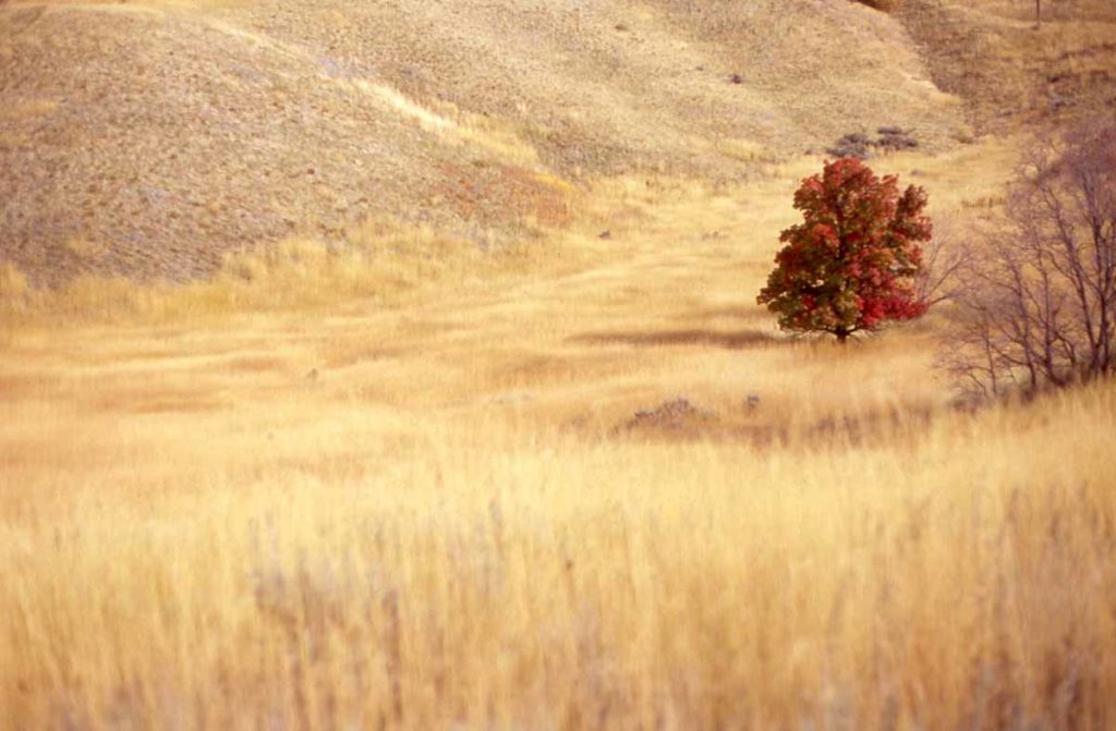 Photo. A lone tree stands out with its bright red foliage against a field of golden grass